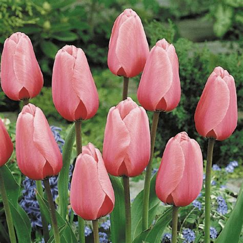 10 of the Prettiest Pink Tulips for Your Garden - Birds and Blooms