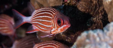 Squirrelfish Fish Facts Holocentrus Adscensionis A Z Animals