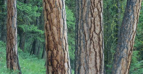 Ponderosa Pine Trees Montana Pictures Montana