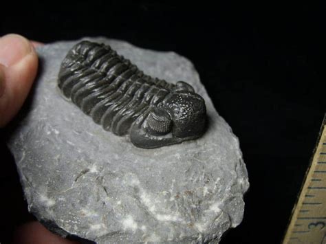 Fossilized Trilobite Phacops E The Stones Bones Collection