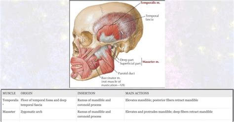 Lecture Tmj Muscles Of Mastication Flashcards Quizlet