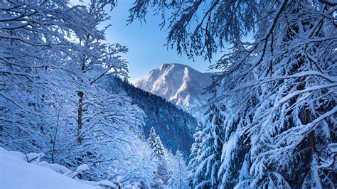 Snow Covered Mountain And Trees In Alps Austria 4k 5k Hd Nature