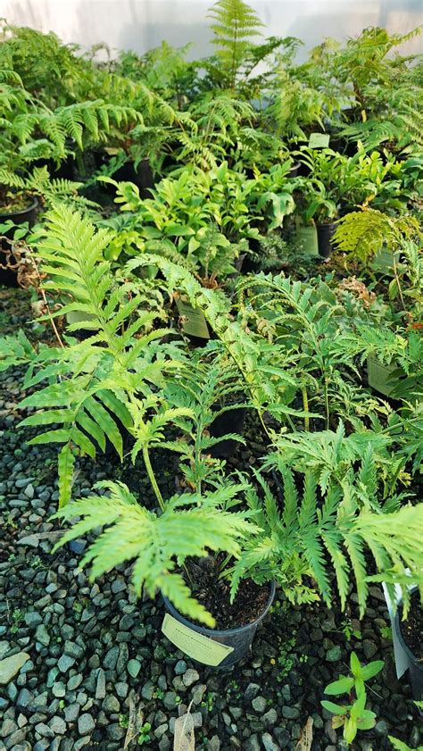 Native Ferns | Selmes Garden Centre