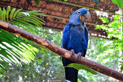 Arara Azul Pequena Caracter Sticas Alimenta O H Bitos Habitat E