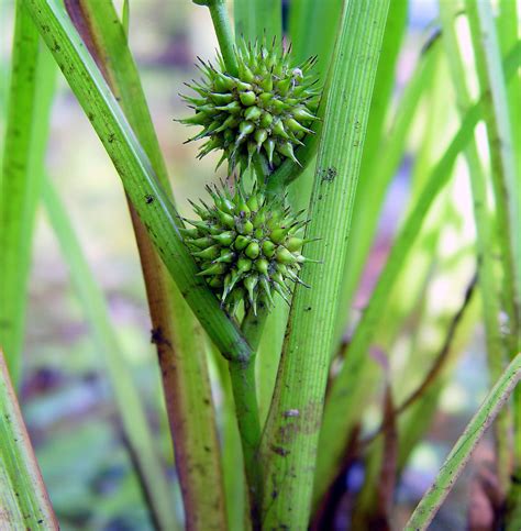 Sparganium Emersum Simple Stemmed Bur Reed Go Botany