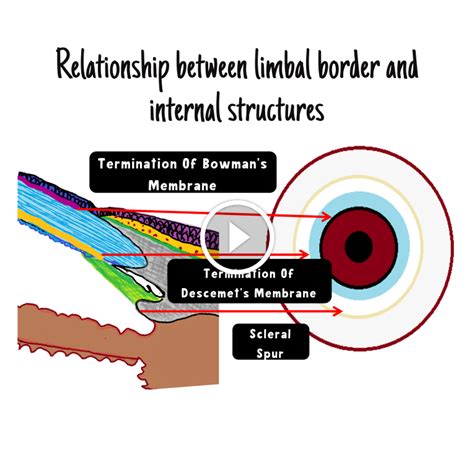 Limbus Of Eye: Bridging the External and Internal Anatomy of the Eye ...