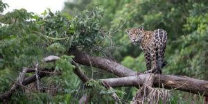 Animais Amea Ados De Extin O Pelas Mudan As Clim Ticas