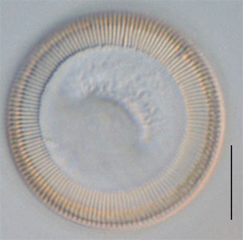 Image Cdis Species Diatoms Of North America