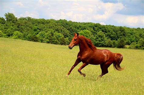 壁紙、草原、馬、ランニング、動物、ダウンロード、写真