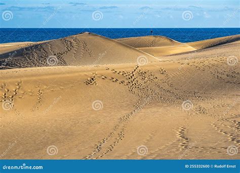 Maspalomas Sand Dunes On The South Coast Of The Island Of Gran Canaria