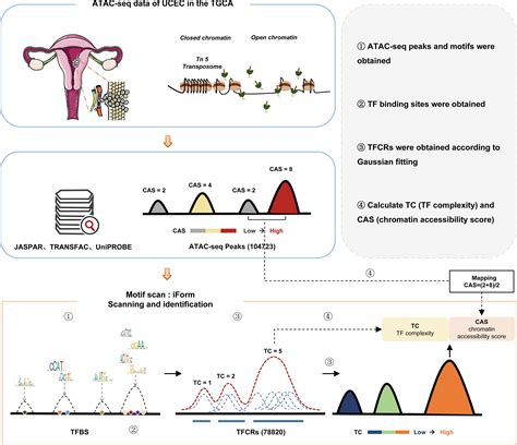 Regulatory Patterns Analysis Of Transcription Factor Binding Site