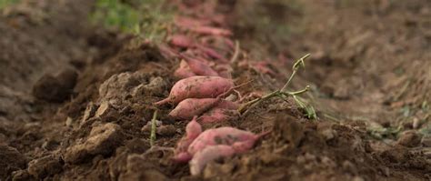 Tout Savoir Sur La Patate Douce Botanique Culture Et Production