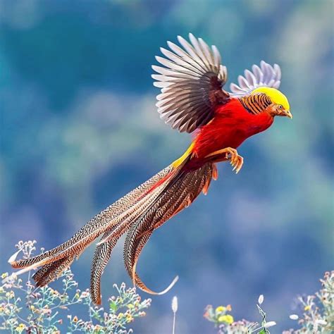 10 Burung Dengan Bentuk Ekor Terbaik Bikin Mata Terpana