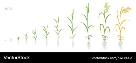 Rice Plant Growth Stages Development Oryza Sativa Vector Image