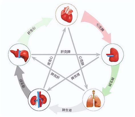 治肝不治脾，一场空欢喜，送你6种肝脾同调中成药，疏肝健脾 哔哩哔哩