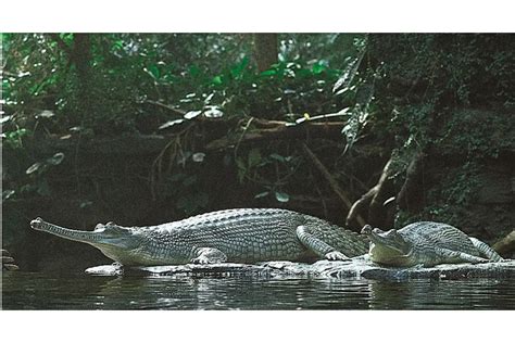 Cara Buaya Kawin Dan Kapan Buaya Kawin Unik Loh