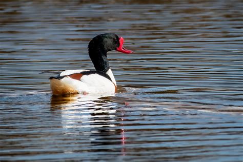 Brandgans Shelduck Tadorne de Belon Männchen Male Flickr