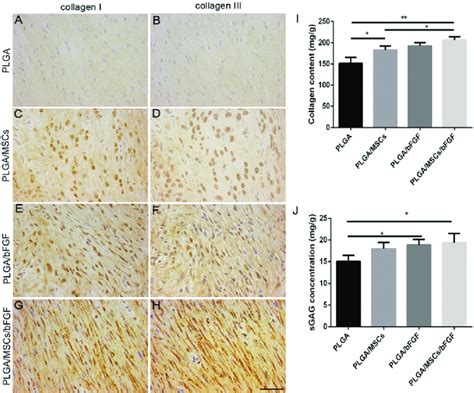 Immunohistochemical Staining Of The Ecm In The Regenerated Tendons At 8