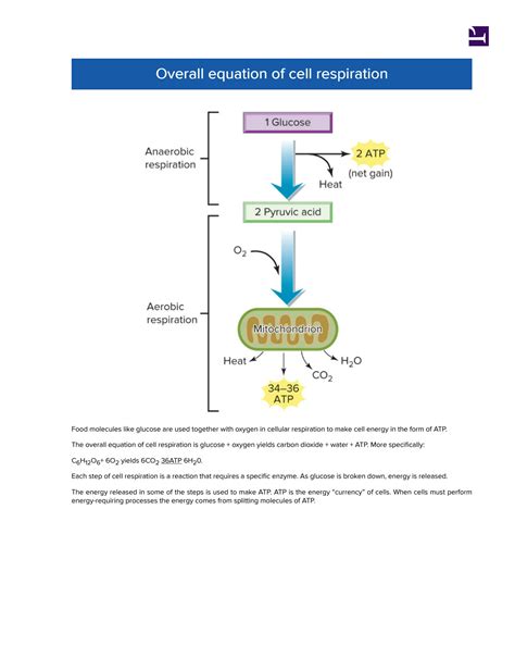 SOLUTION Cellular Respiration Studypool