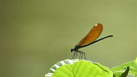 Calopteryx Vierge Femelle Calopteryx Virgo Jacques Dalmau Flickr