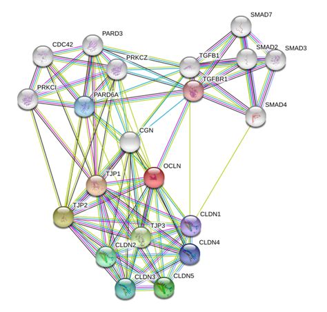 Occludin Protein Overview Sino Biological