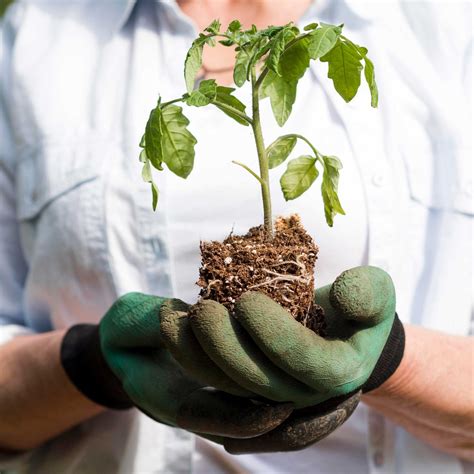 Sustainable farming for mott's explains the fresh flavor profile 33