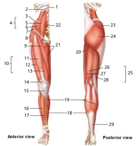 Lower Extremity Muscles Diagram Quizlet