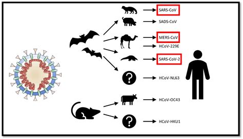 Pathogens Free Full Text Sars Cov And Coronavirus Disease