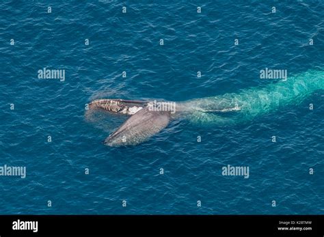 Blue Whale Balaenoptera Musculus Aerial View Of Whale Feeding California Coast Usa Eastern