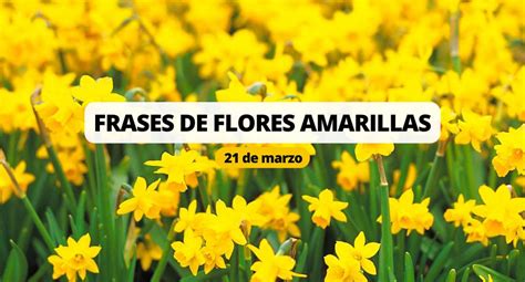 Frases De Flores Amarillas Las Mejores Frases Para Compartir En Tus