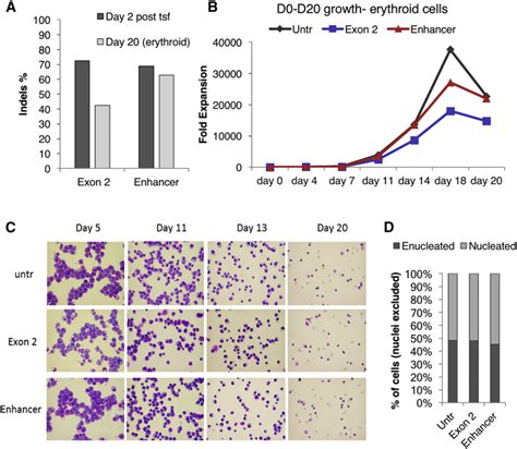 Disruption Of The Bcl A Erythroid Enhancer Reactivates Fetal