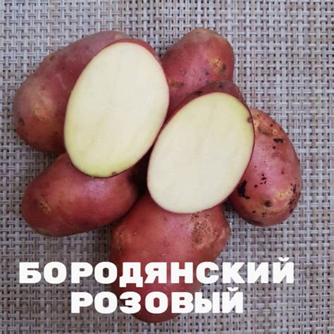Посадка картофеля в гребни (голландский способ). Схема, технологии
