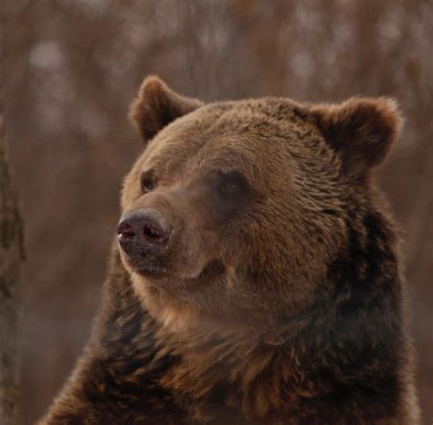 Bear Sanctuary Reservation Libearty At Zarnesti Brasov Romania