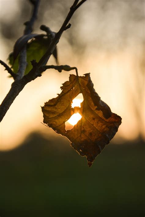 Fotos gratis árbol naturaleza rama ligero fotografía luz de sol