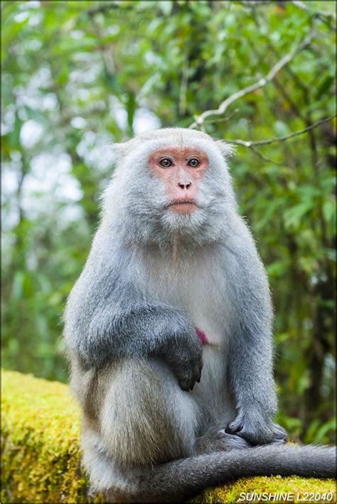 L22040台灣獼猴玉山國家公園獼猴猴子保育類動物新中橫新中橫公路南投縣信義鄉南投 Flickr