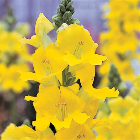 Snapdragon Chantilly Yellow F1 Harris Seeds