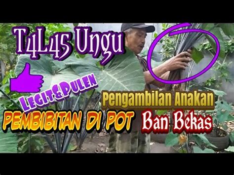 Bibit Talas UnguPembibitan Di Pot Ban Bekas YouTube