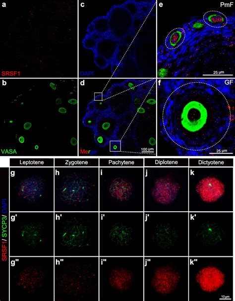 Dynamic Localization Of SRSF1 In Mouse Oocytes Af SRSF1 Is Highly