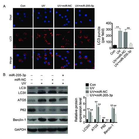 Mir 205 3p Inhibited Hce Cells Autophagy Induced By Uv Radiation A Download Scientific