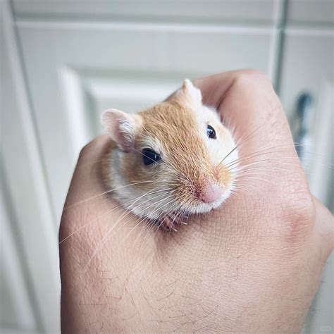 Do Gerbils Have Whiskers Gerbil Haven