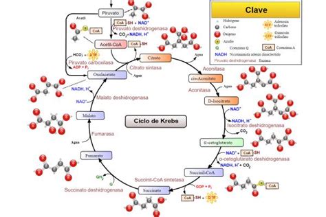 Ciclo de Krebs qué es reacciones y productos Resumen