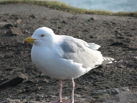 Ring 3: The Dingle Peninsula | TRAVEL TO LITTLE KNOWN PLACES