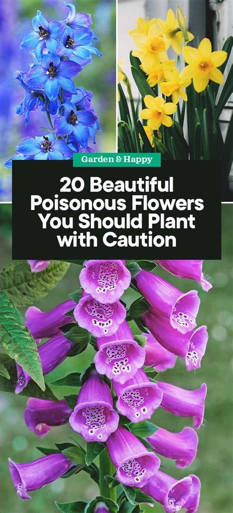 20 Beautiful Yet Poisonous Flowers You Should Only Plant With Caution Garden And Happy