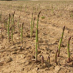 Riego del espárrago para un desarrollo vigoroso de la planta Cultivar