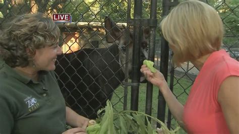 VIDEO: Cecily Tynan at the Zoo with an Okapi - 6abc Philadelphia