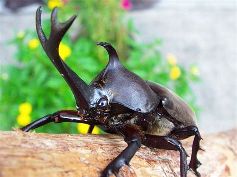 10 Different Types of Beetles | Beetle, Rhino beetle, Bugs and insects