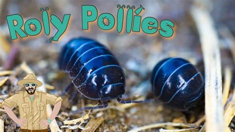 Roly Poly Video For Kids Backyard Adventures Youtube