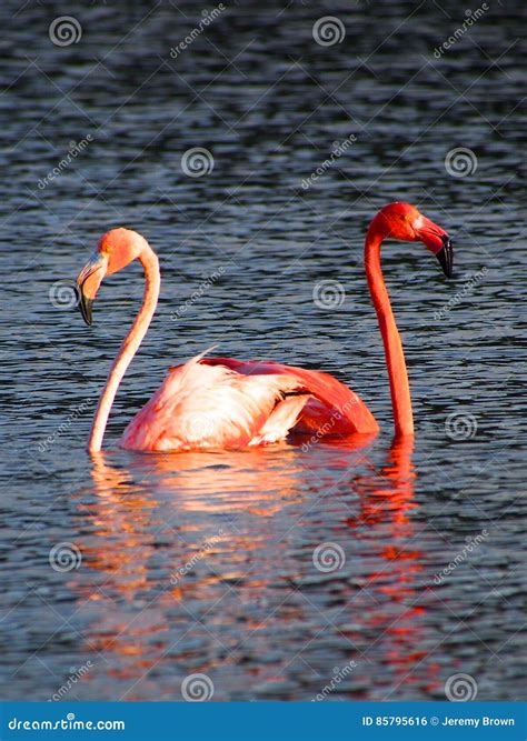 Caribbean Flamingos Court on the Gotomeer, Bonaire, Dutch Antilles