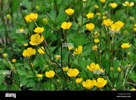 Meadow Buttercup Tall Buttercups Ranunculus Acris In Flower In