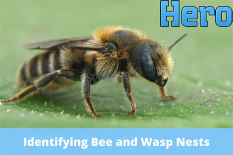 Identifying Bee And Wasp Nests Where To Look And What To Do If You